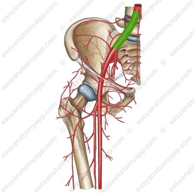 External iliac artery (arteria iliaca communis)